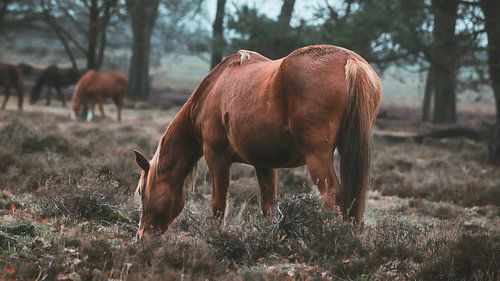 Wilde paarden bij Planken wambuis, Ede Gelderland