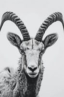 Steinbock