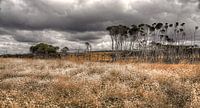 Tasmania - Australia