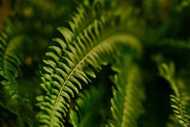 Farns von Joran Quinten