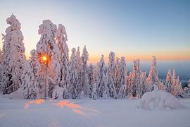 Coucher de soleil à travers les arbres enneigés dans le PN de Koli sur Martijn Smeets