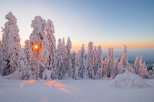 Zonsondergang door de besneeuwde bomen in Koli NP