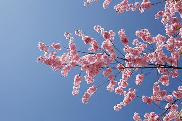 Kirschblüte, Blauer Himmel