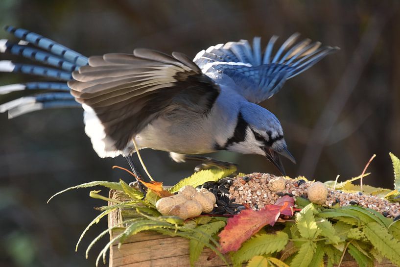 A blue jay at the garden feeder by Claude Laprise