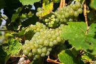 Wijnstok, Vitis vinifera van Alexander Ludwig thumbnail