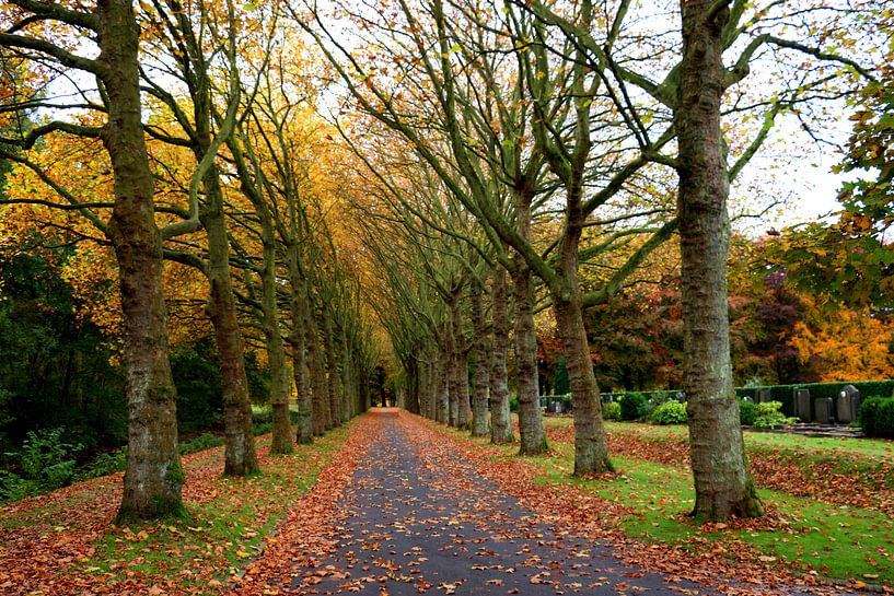 dreef in de herfst 4 van eddy Peelman