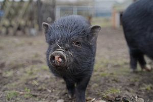 1jährige Minischweine im Garten