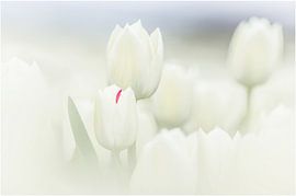 Mutant tulp von Marcel Kramer