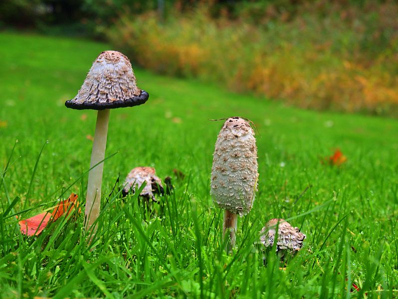 Weidepaddenstoelen 7 van Edgar Schermaul