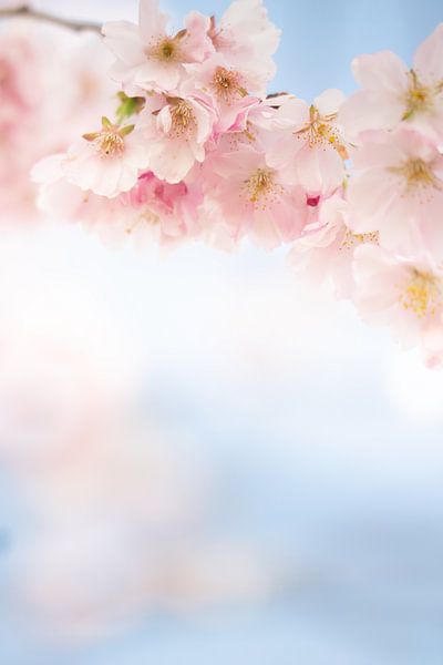 Fleur dans le ciel bleu par Patricia van Kuik