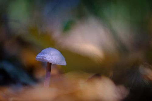 Herfstdromen