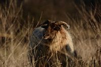 Schaap tussen de uitgebloeide begroeiing