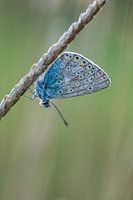 Icarus blauwtje