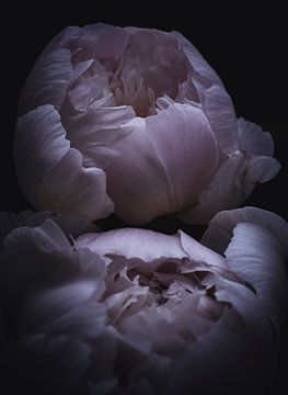 pivoine sur Jasper Nieuwenhuizen