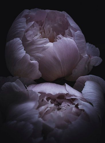 peony
