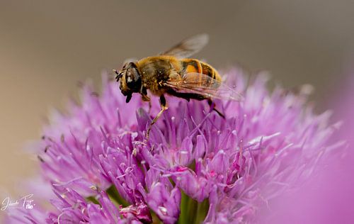 Looking for .....Nectar