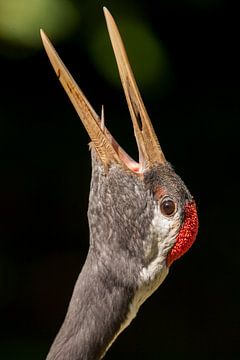 Paringsroep Japanse kraanvogel. van Michar Peppenster