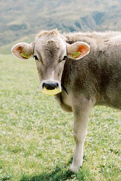 Kuh in der Schweiz | Tierfotografie Wandbilder von Milou van Ham