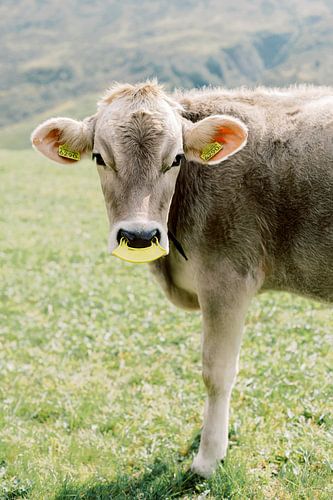 Cow in Switzerland | Animal photography wall art