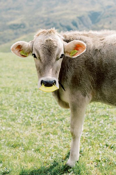 Cow in Switzerland | Animal photography wall art by Milou van Ham