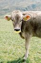Cow in Switzerland | Animal photography wall art by Milou van Ham thumbnail
