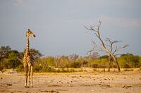 Girafe