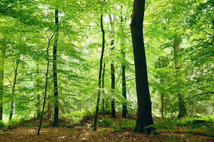 In the beech forest by Corinne Welp