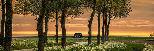 Sunset behind the Wadden dike near Wierum seen through trees