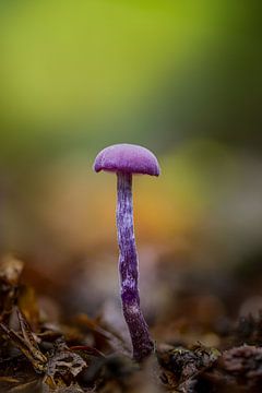Amethyst mushroom by Wietse de Graaf