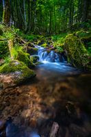 Forest whispers