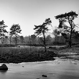 Mandefjild bij Bakkeveen in de winter, zwart-wit van Tilja Jansma