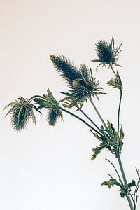 distel