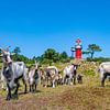 Un troupeau de chèvres près du phare de Vlieland sur Ron van der Stappen