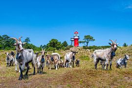 A herd of goats near the lighthouse on Vlieland by Ron van der Stappen