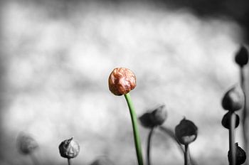 gekleurde bloeiende bieslook