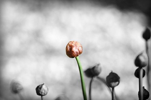 gekleurde bloeiende bieslook