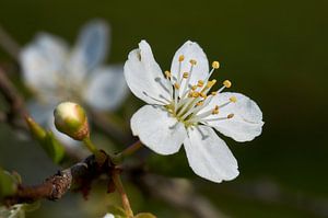 Lente bloesem peer van Ad Jekel