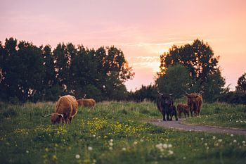 Schotse hooglanders met kalfjes