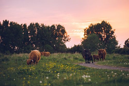 Schotse hooglanders met kalfjes