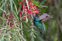 Hummingbird
