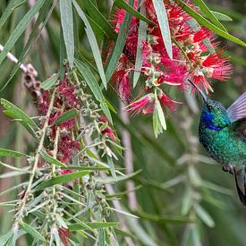 Colibri sur Eddy Kuipers