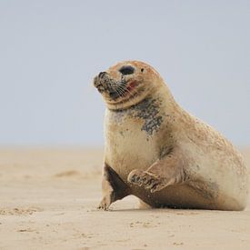 Zeehond op zandplaat von Peter Grobbee