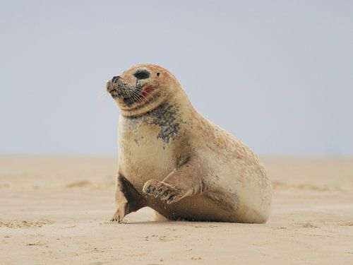 Zeehond op zandplaat