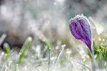 Crocus violet sur Lisa Dumon