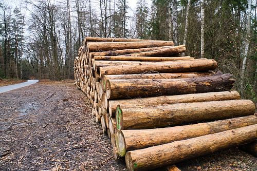 Stacked tree trunks at the roadside in the forest. Tree material