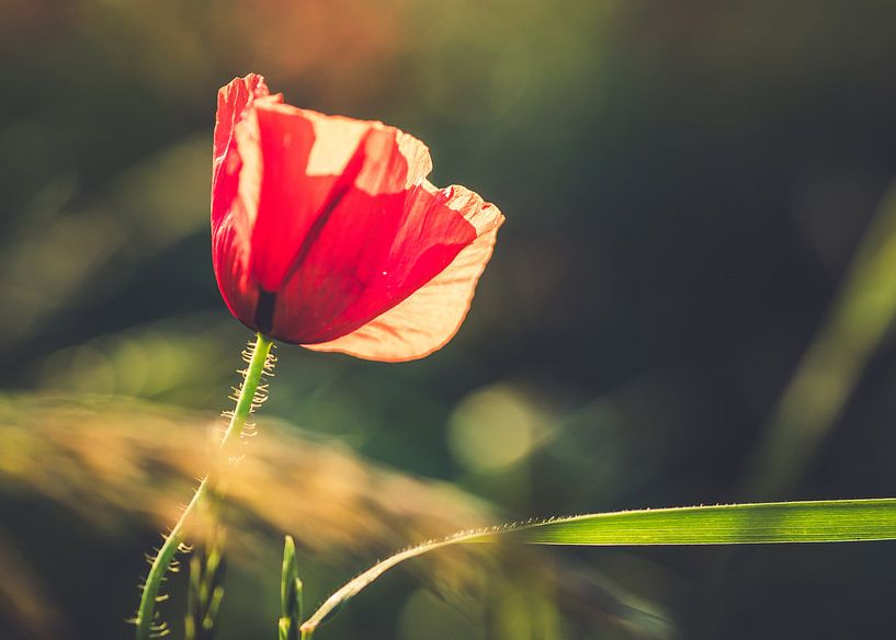 Mohnblume von Gerrit Veldman