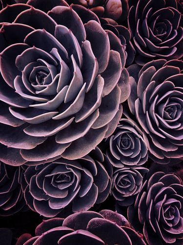 DARKSIDE OF SUCCULENTS I HF      