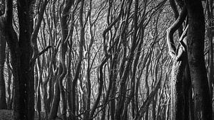 Branches dans la forêt en noir et blanc
