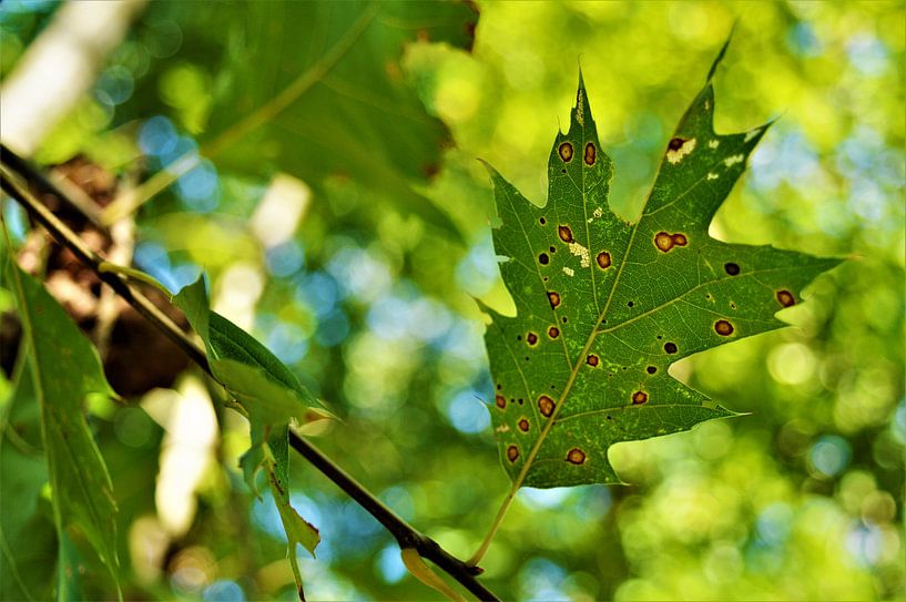 Herfst in het Zonlicht von DoDiLa Foto's