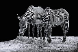 Zebra's